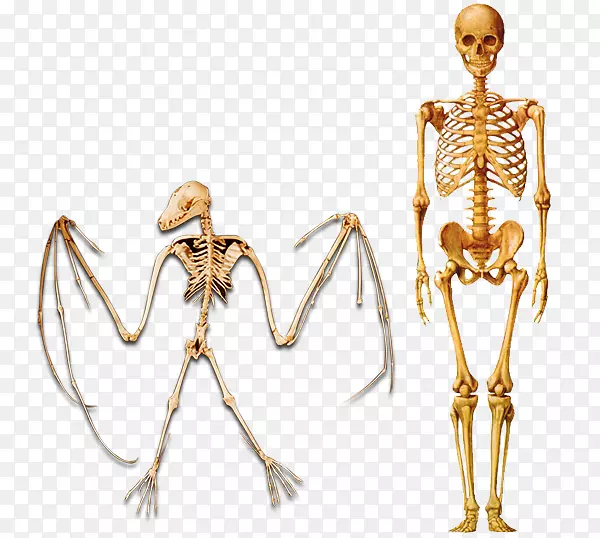 人类骨骼智人人类进化-骨骼