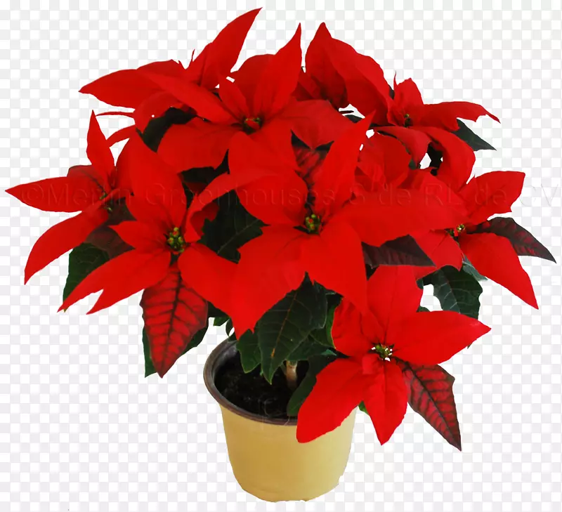 一品红花圣诞植物剪贴画