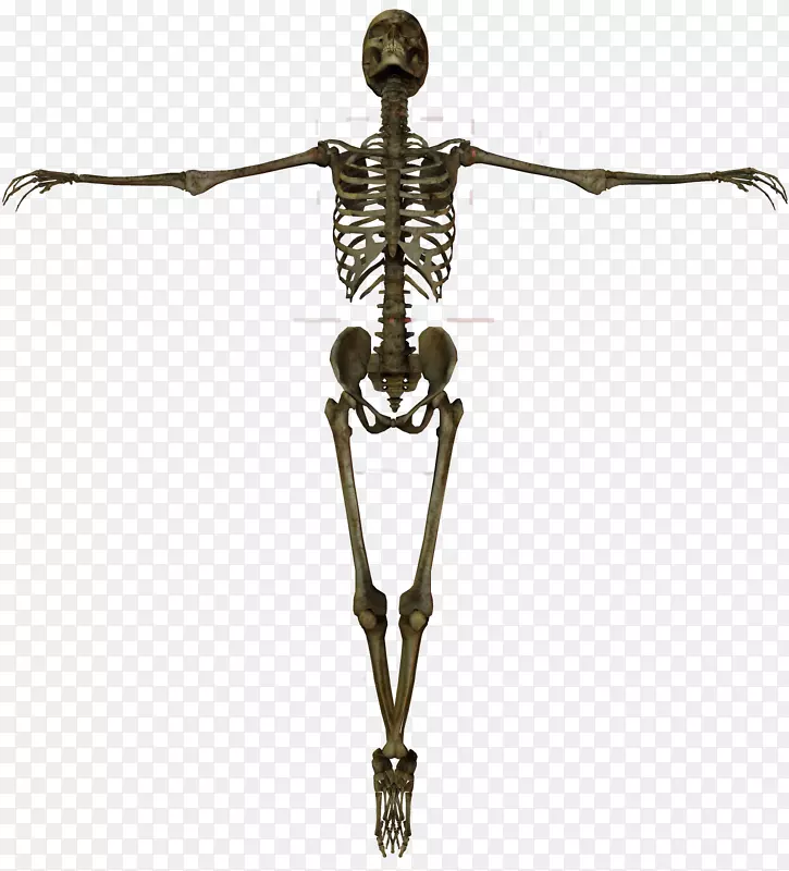 人体骨骼解剖骨骼
