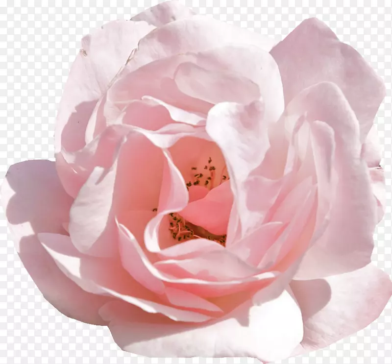 玫瑰粉花桌面壁纸郁金香牡丹