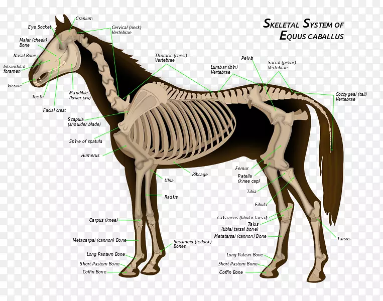 马骨骼骨的骨骼系统解剖-解剖学
