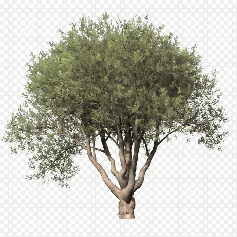 树数字图像剪贴画-树顶