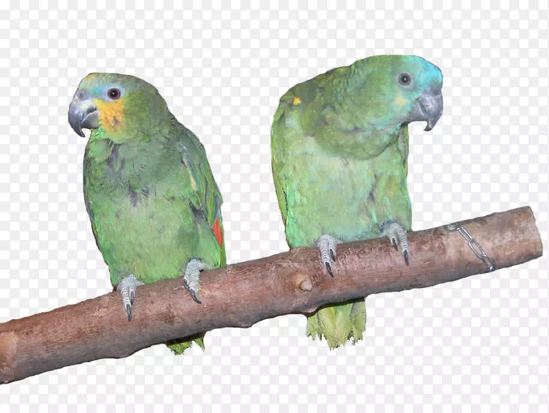 亚马逊鹦鹉，爱鸟鹦鹉，鹦鹉-金刚鹦鹉