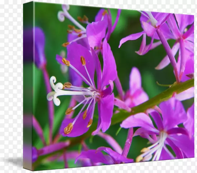 紫丁香紫罗兰花，灌木-植物花