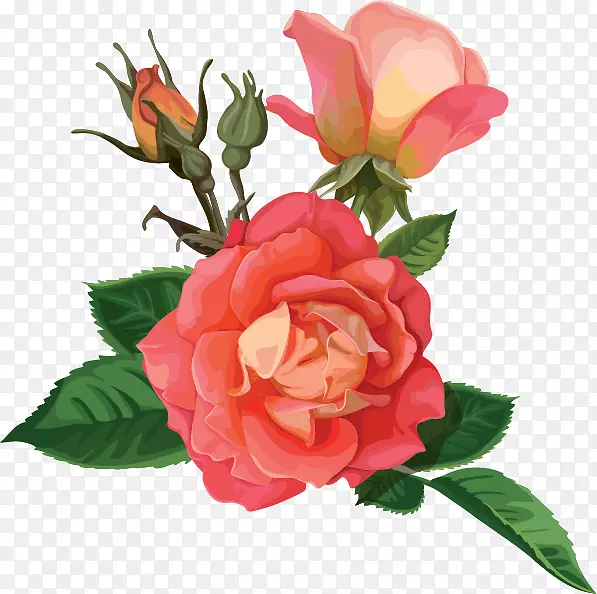 玫瑰砧木摄影花-植物花