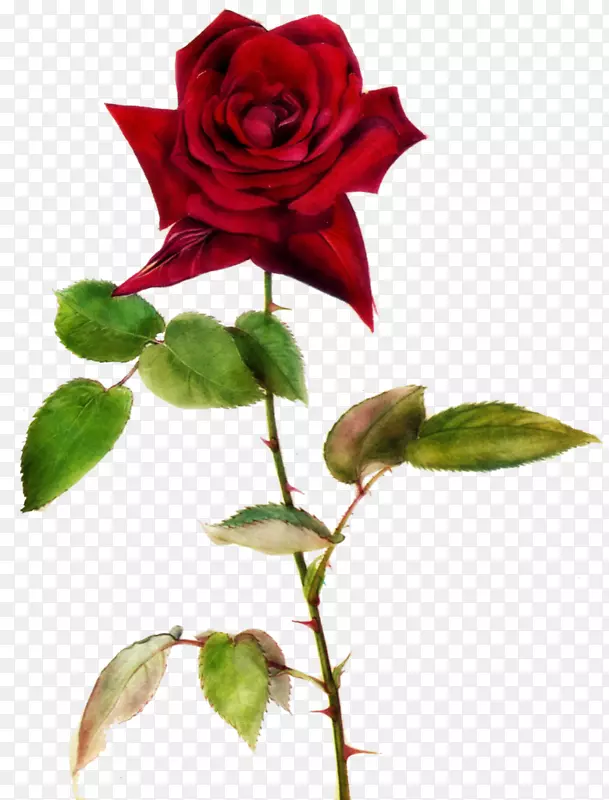 玫瑰桌面壁纸夹艺术玫瑰花