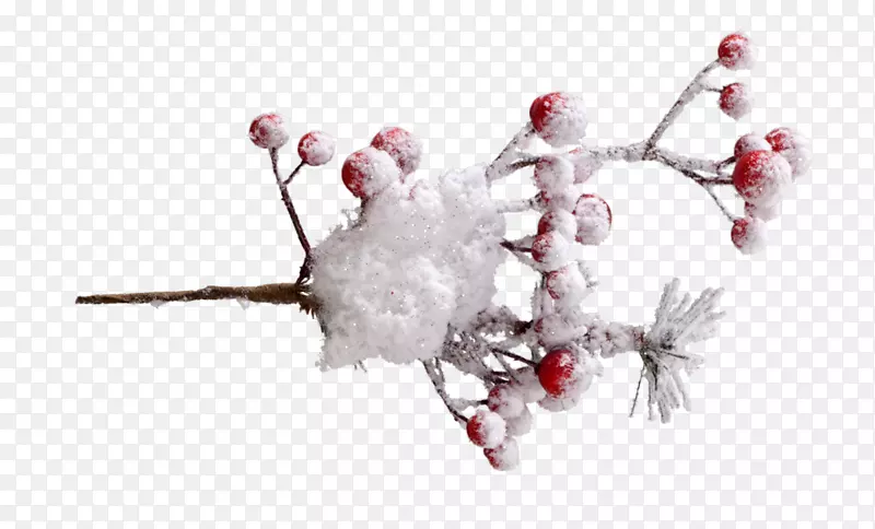 树枝、树身、珠宝、雪浆果