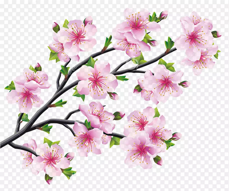 樱花画树-樱花
