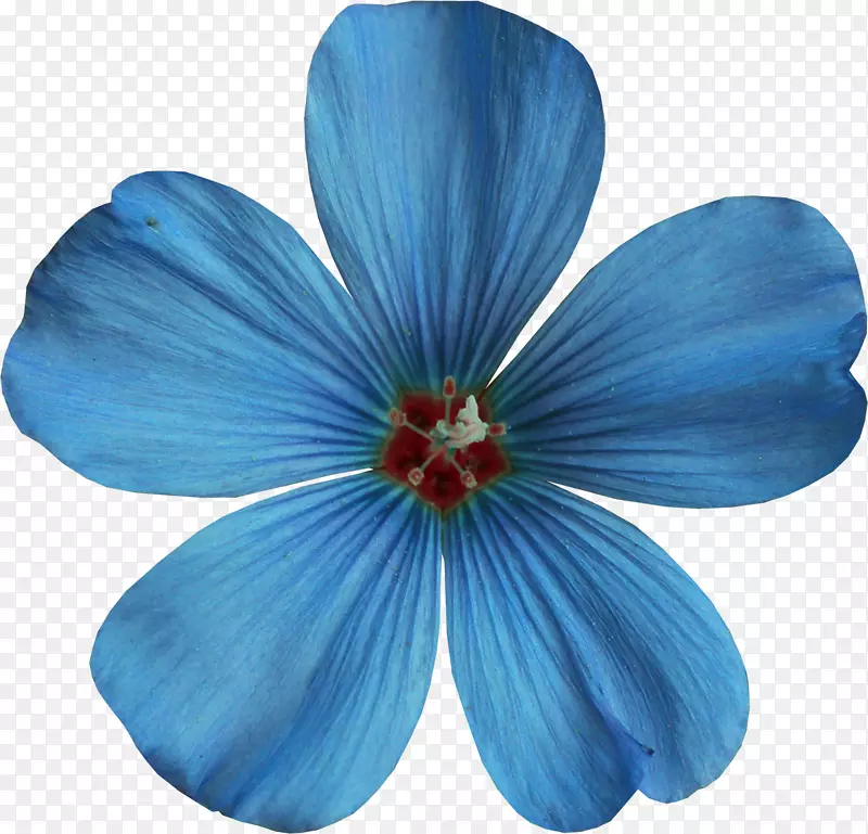 蓝色剪贴画-蓝色花朵