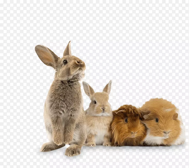 狮子头兔，家养兔肉，摄影，荷兰，LOP-豚鼠