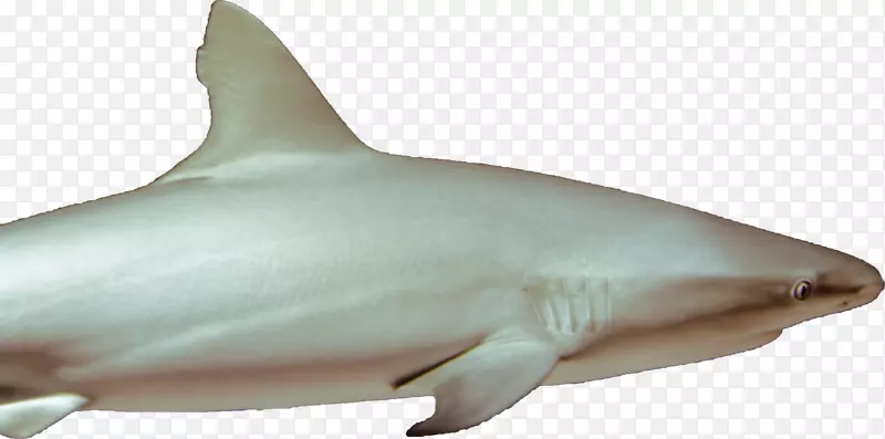 大白鲨灯笼形鲨鱼虎鲨软骨鲨-鲨鱼