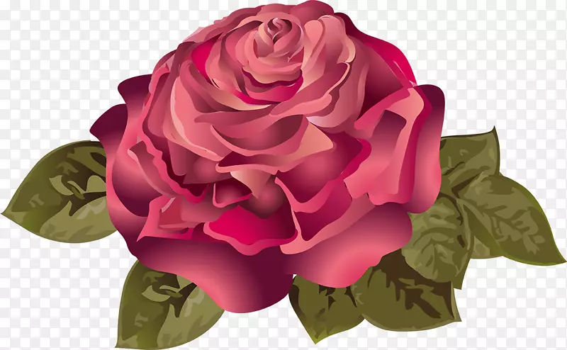 花园玫瑰静物：粉红色玫瑰，玫瑰科，蔷薇-玫瑰