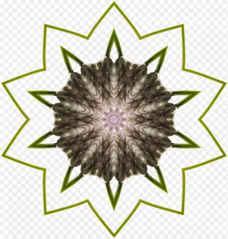 紫罗兰对称开花植物格局-野花