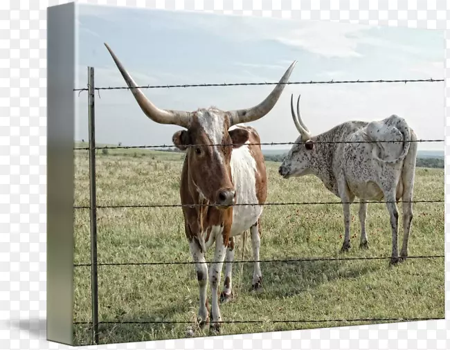 得克萨斯州长角牛英国长角牛