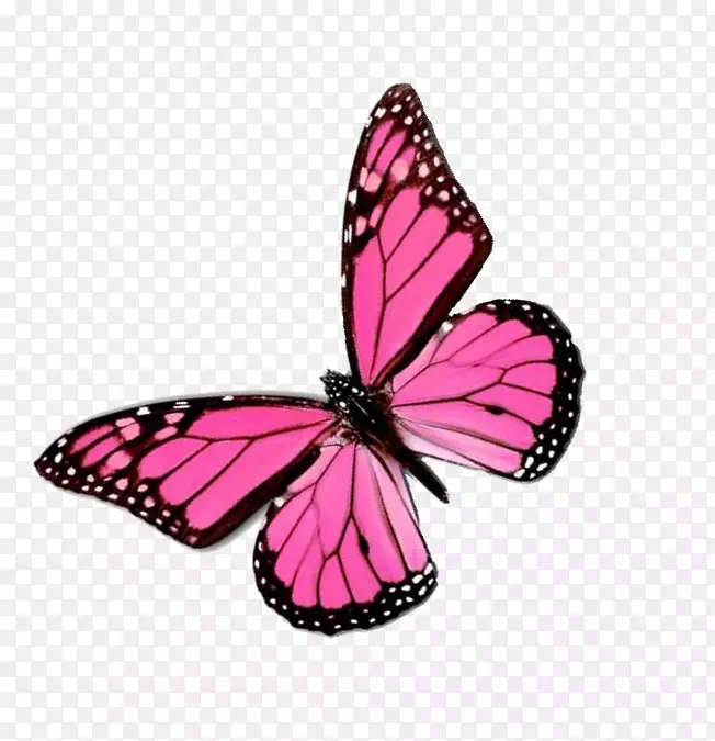 帝王蝴蝶颜色格蕾塔本夹艺术-粉红色蝴蝶