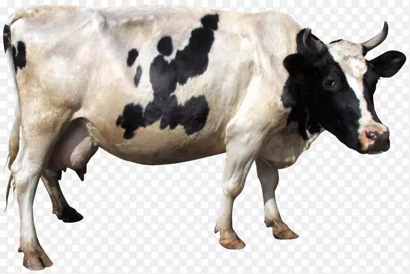 荷斯坦弗里西亚牛，雌牛，乳牛，剪贴画-动物