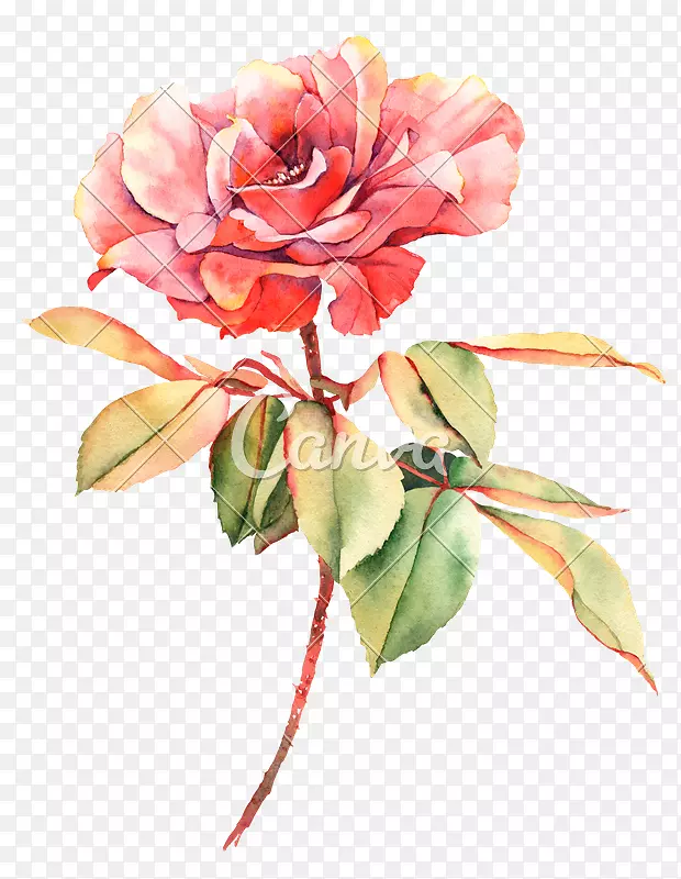 玫瑰水彩画花卉摄影.粉红色水彩花