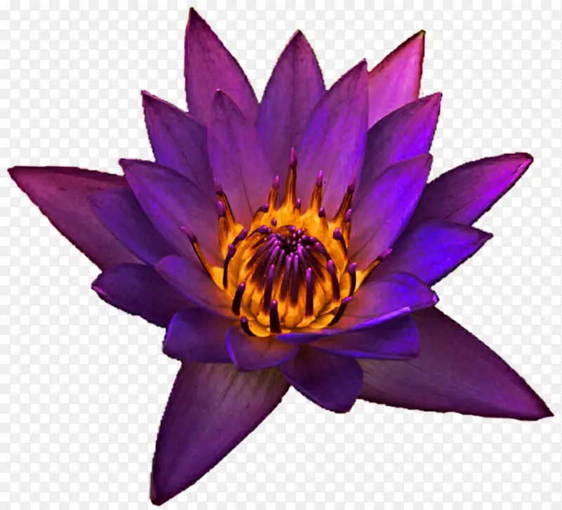 紫色紫丁香兰花-水百合