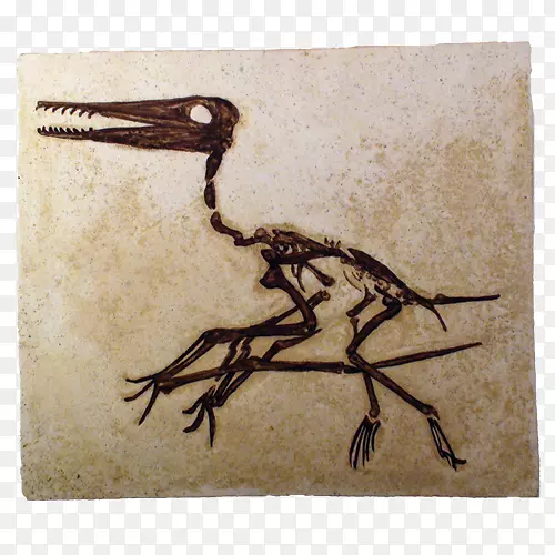 翼龙、飞鸟化石、爬行动物、达尔文龙-祈祷