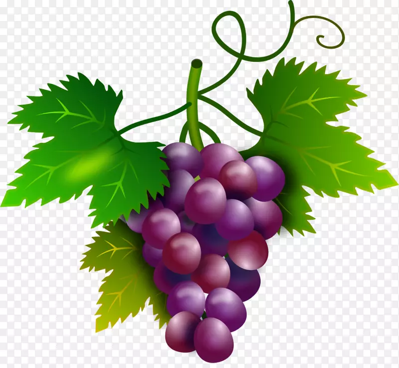 葡萄酒普通葡萄籽提取物-葡萄