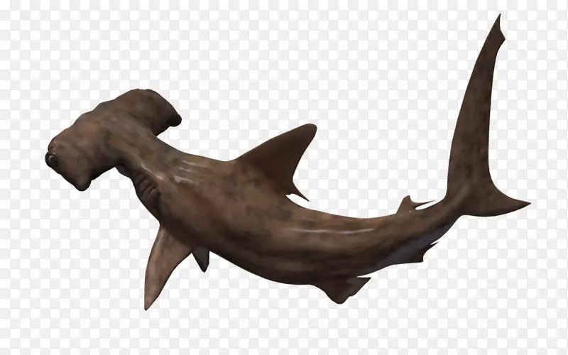 锤头鲨动画三维计算机图形.管