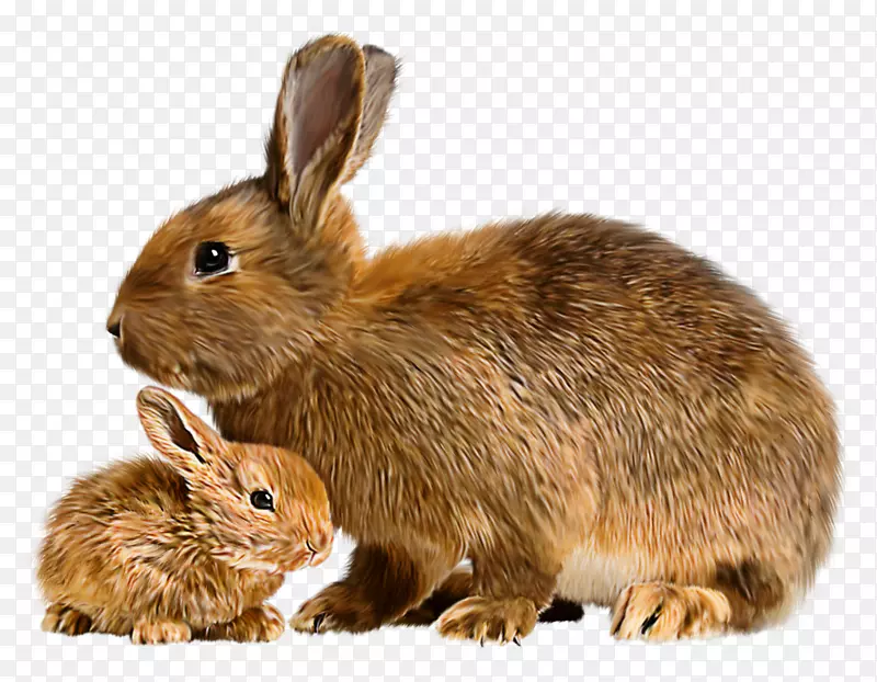 兔妈妈弗拉芒大兔小兔迷你管