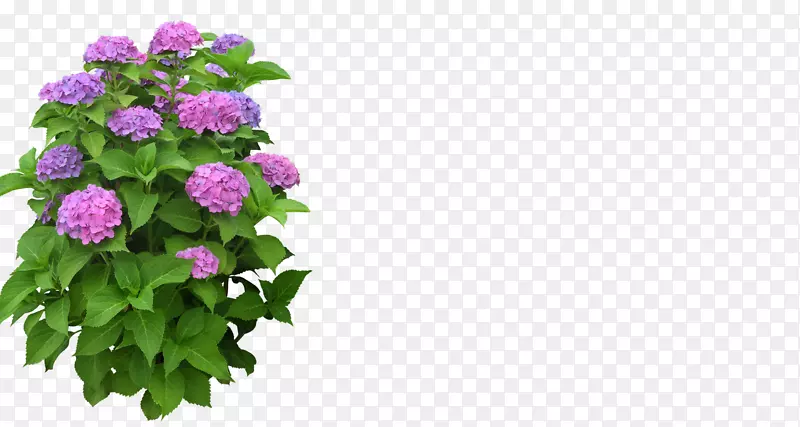 花盆玫瑰植物-水花