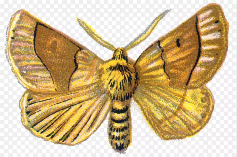 蝴蝶扇形橡木蛾