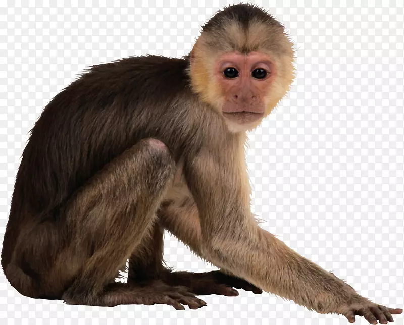 猴子桌面壁纸电脑图标剪贴画动物水彩
