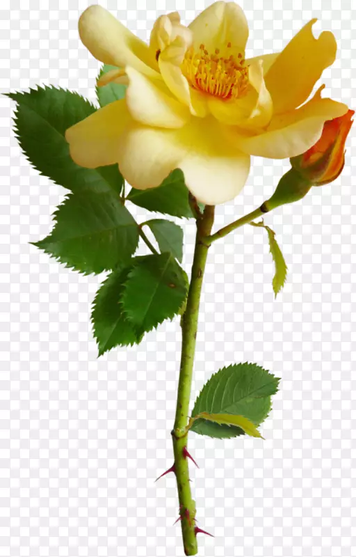 花园玫瑰月季插花艺术-白玫瑰