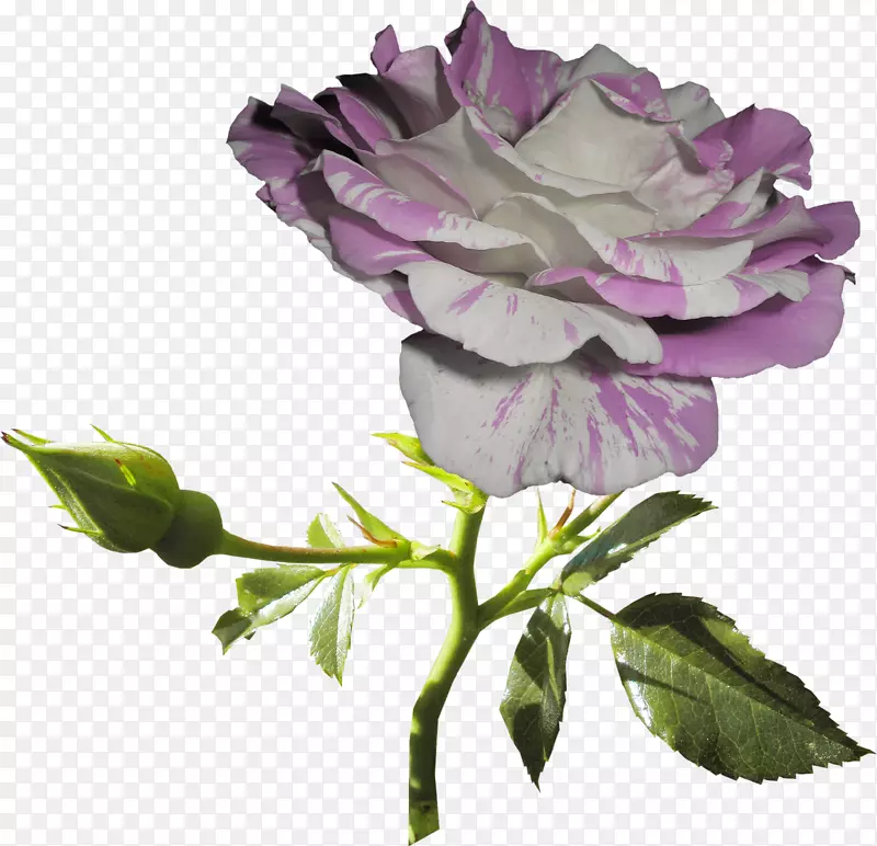花园玫瑰静生：粉色玫瑰切花，紫丁香白玫瑰。