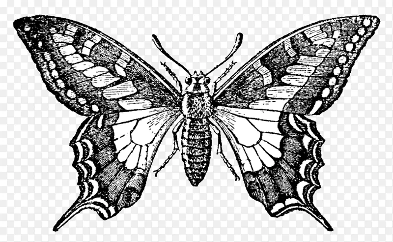 蝶形橡皮图章印刷-年份背景