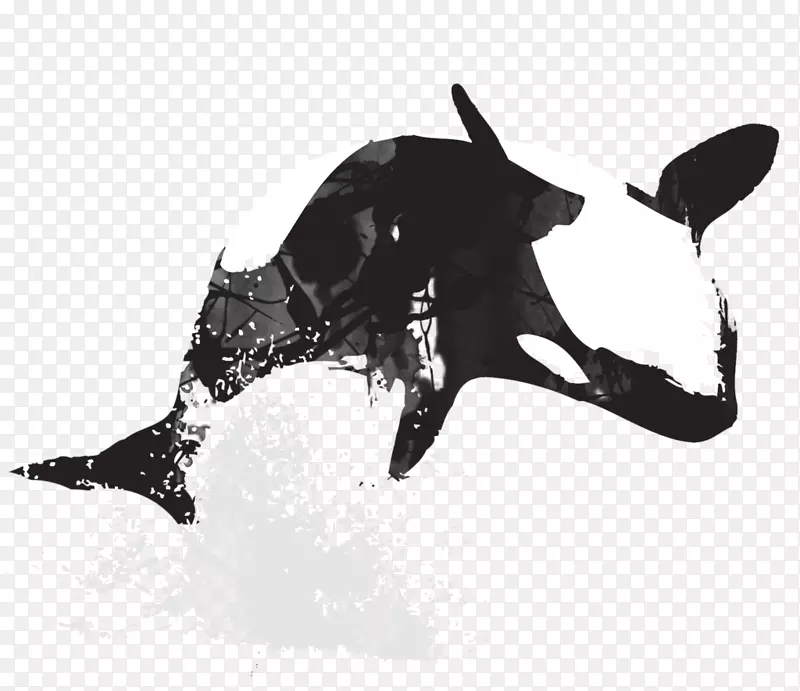 虎鲸艺术-动物水彩