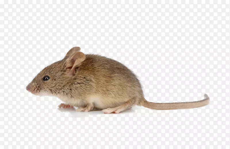 鼠屋鼠棕色鼠群摄影-老鼠