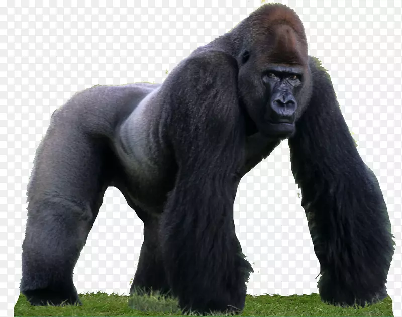 西部大猩猩灵长类普通黑猩猩猴子动物-大猩猩