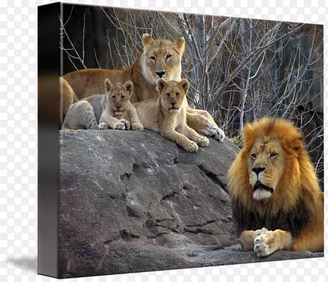 东非狮猫科象食肉-舞狮