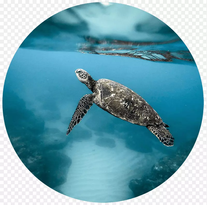绿海龟珊瑚海-巴厘岛