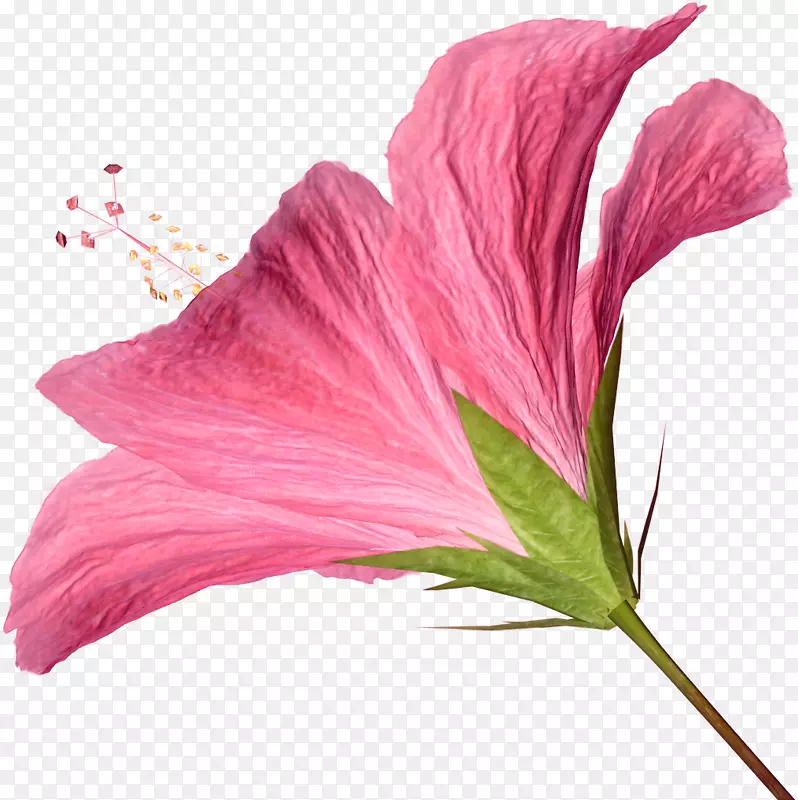 粉色花朵电脑图标剪贴画-芙蓉