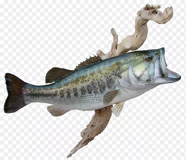 梭子鱼鲈鱼鳕鱼区系-鲈鱼