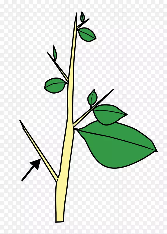 植物茎刺和刺叶花刺