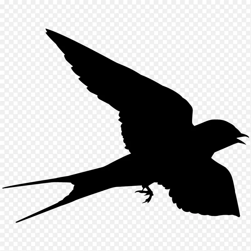 燕窝燕子猎鹰康奈尔鸟类学实验室燕子