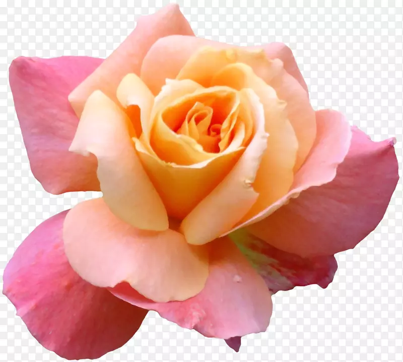 南希美容院玫瑰花