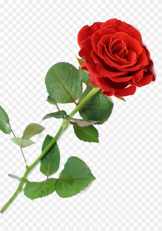 桌面壁纸玫瑰高清视频剪辑艺术玫瑰花