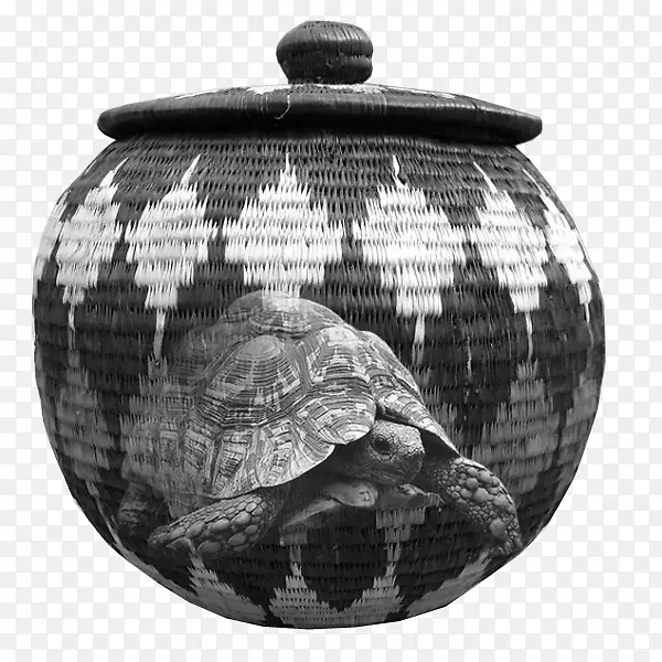 单色摄影爬行动物黑白龟