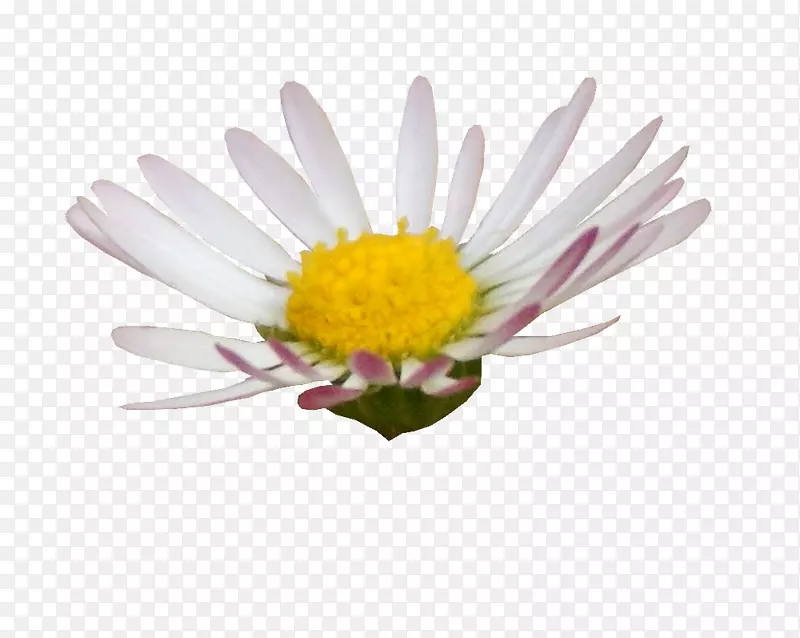 数字剪贴簿花卉图像编辑摄影.Flor