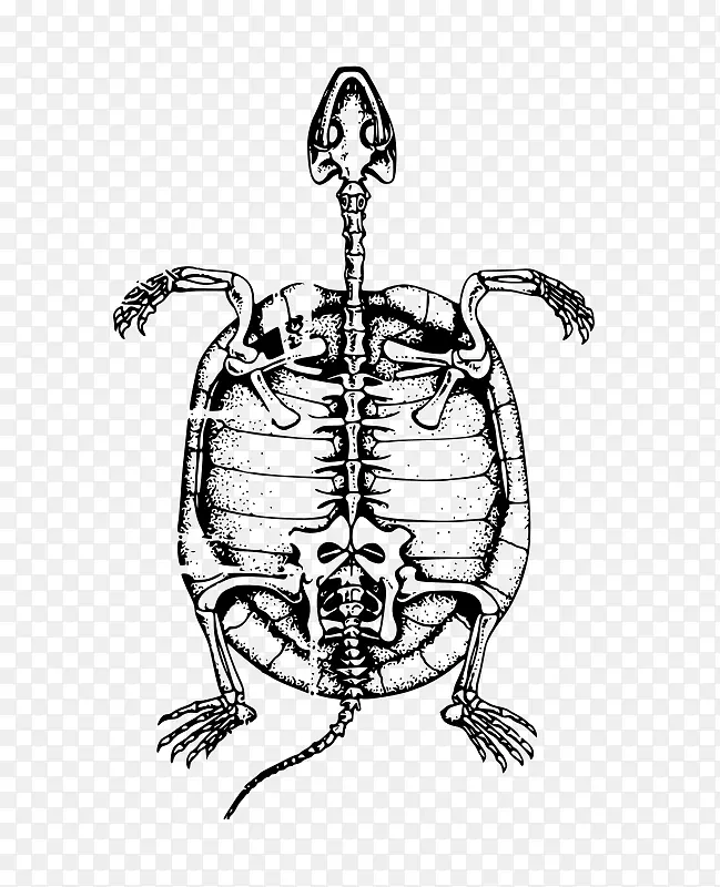 龟甲人骨骼骨夹艺术