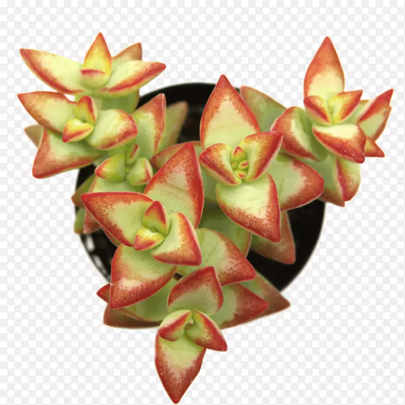 猪粪草，肉质植物，穿孔虫，仙人掌科-肉质植物