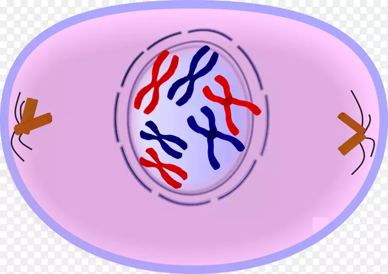 有丝分裂前期中期细胞分裂减数分裂-期