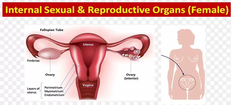 卵巢女性生殖系统孕酮雌激素解剖