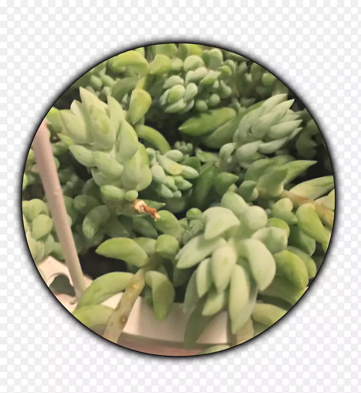 浅色肉质植物石斛科-肉质植物